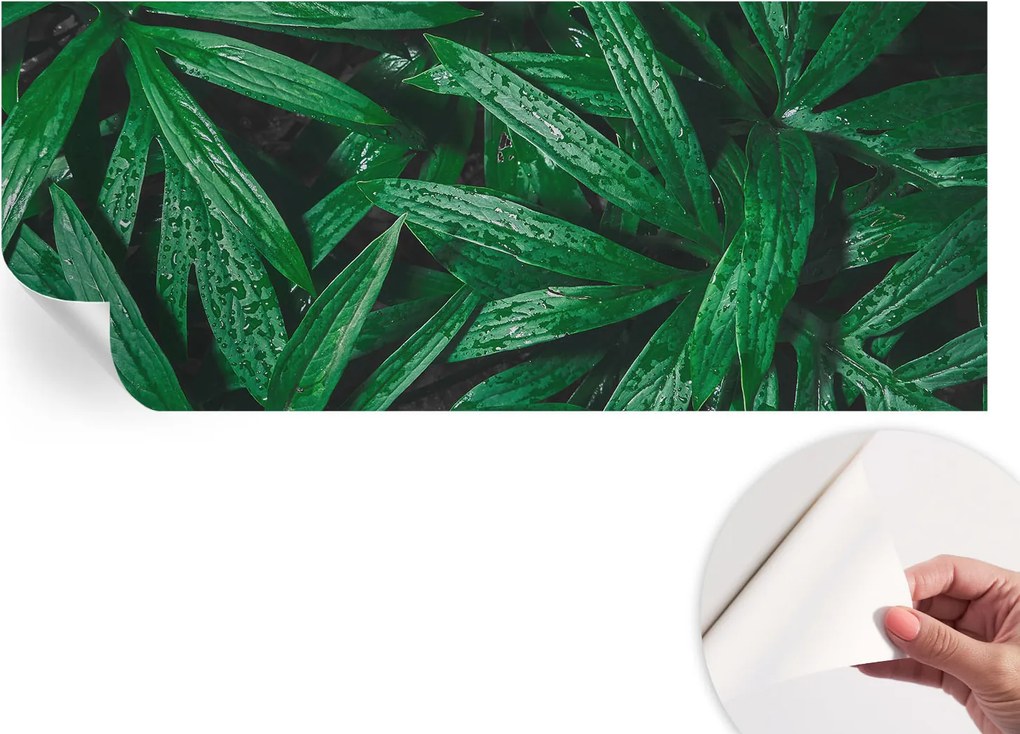 Matt öntapadós fotótapéta falra Természetes zöld 250x104 cm
