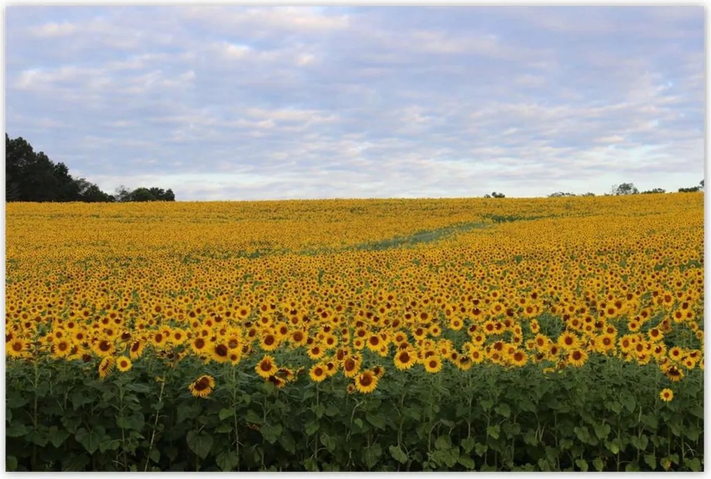 Poszterek 120x80 Napraforgó mező
