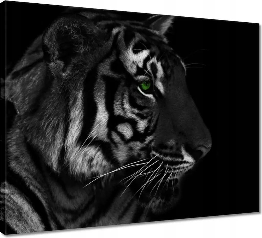 Vászonkép 50x40 Tigris