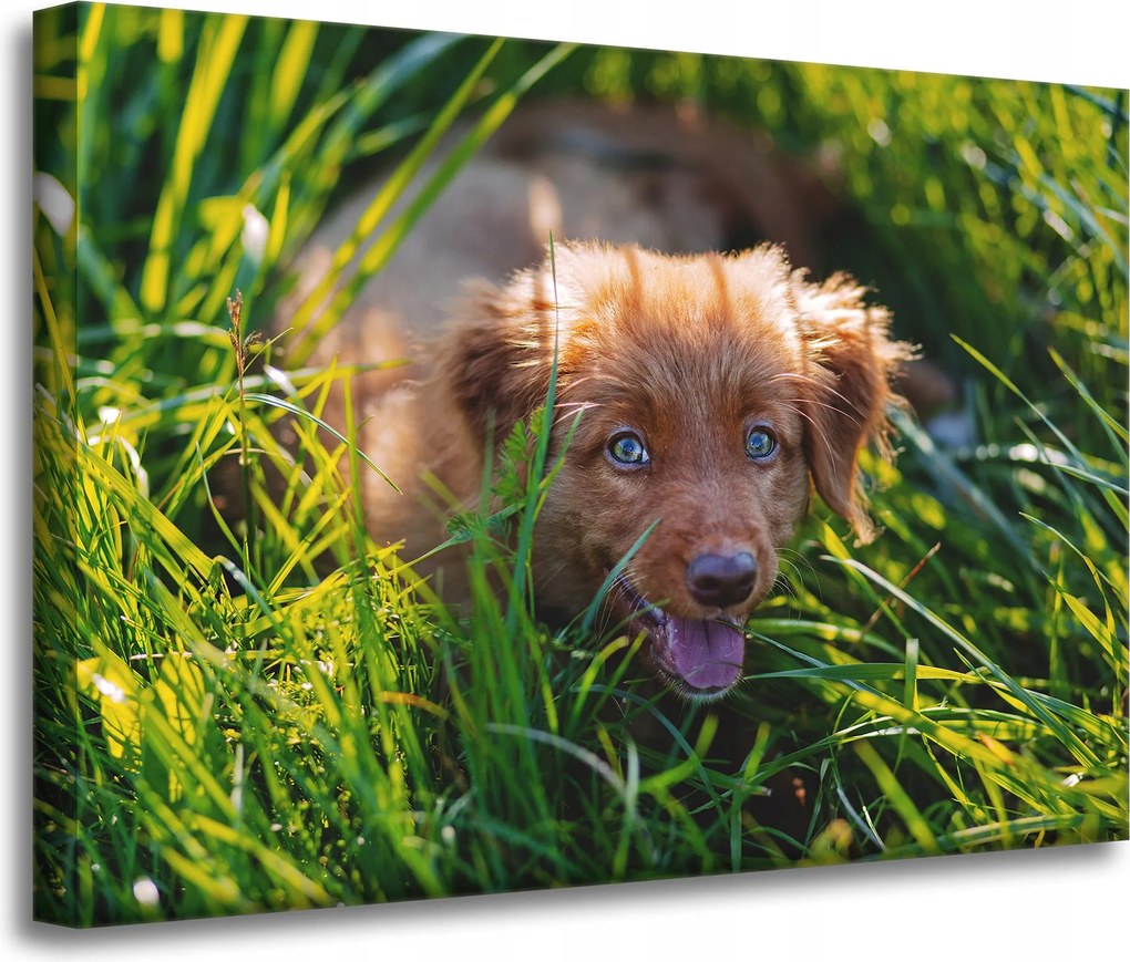 Vászonkép Állatok Kutya a fűben 70x50 cm