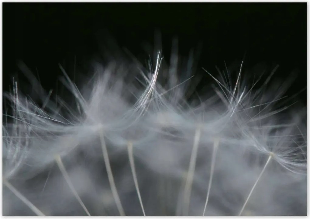 Poszterek 100x70 Pitypang Virág Virágok