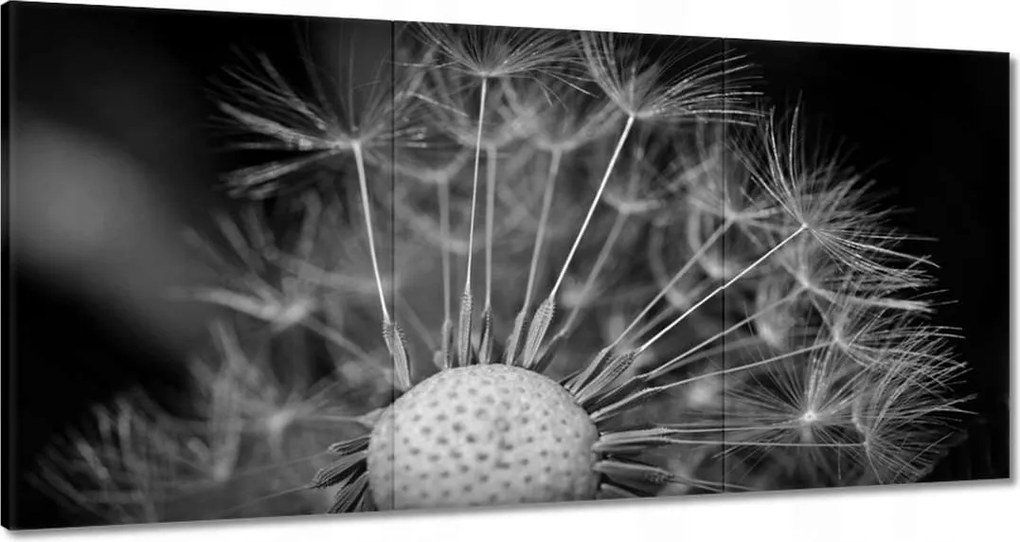 Vászonkép 120x60 Pitypang Virág Virágok