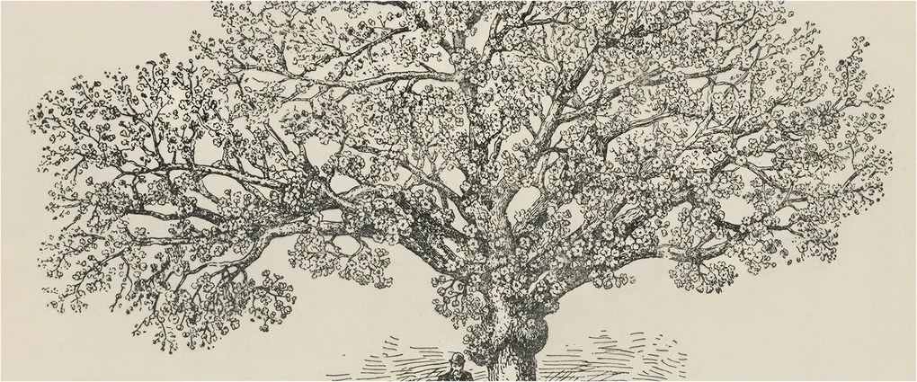 Fotótapéta Falra az előszoba konyhájába Fa illusztráció 250x104 Ragasztó