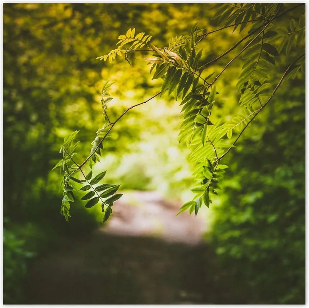 Poszterek 30x30 Zöld levelek Levelek