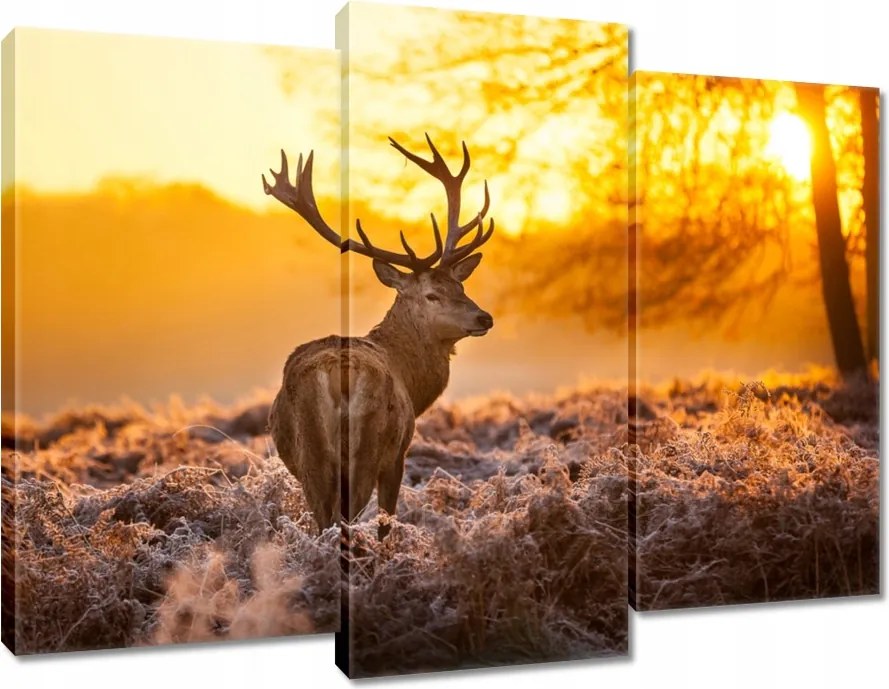 Vászonkép 90x70 Szarvas naplementekor