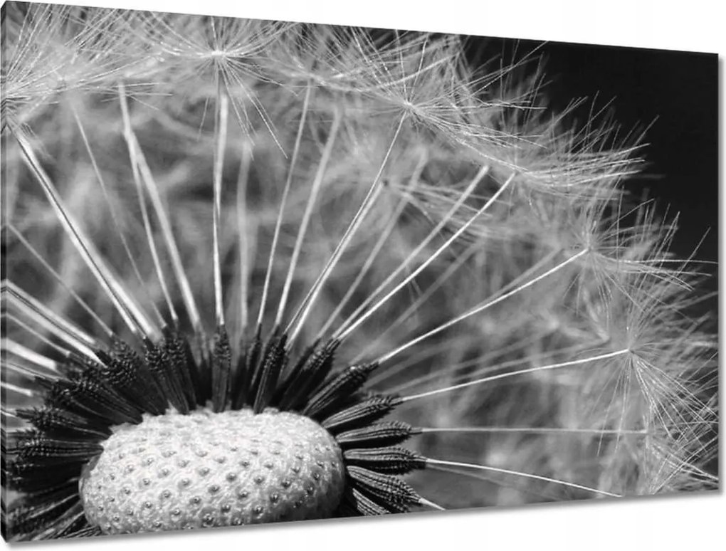 Vászonkép 120x80 Pitypang Virág Virágok