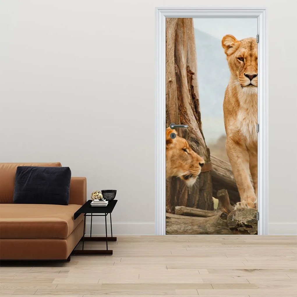 Fotótapéta ajtóra - Két nőstényoroszlán (95x205cm)