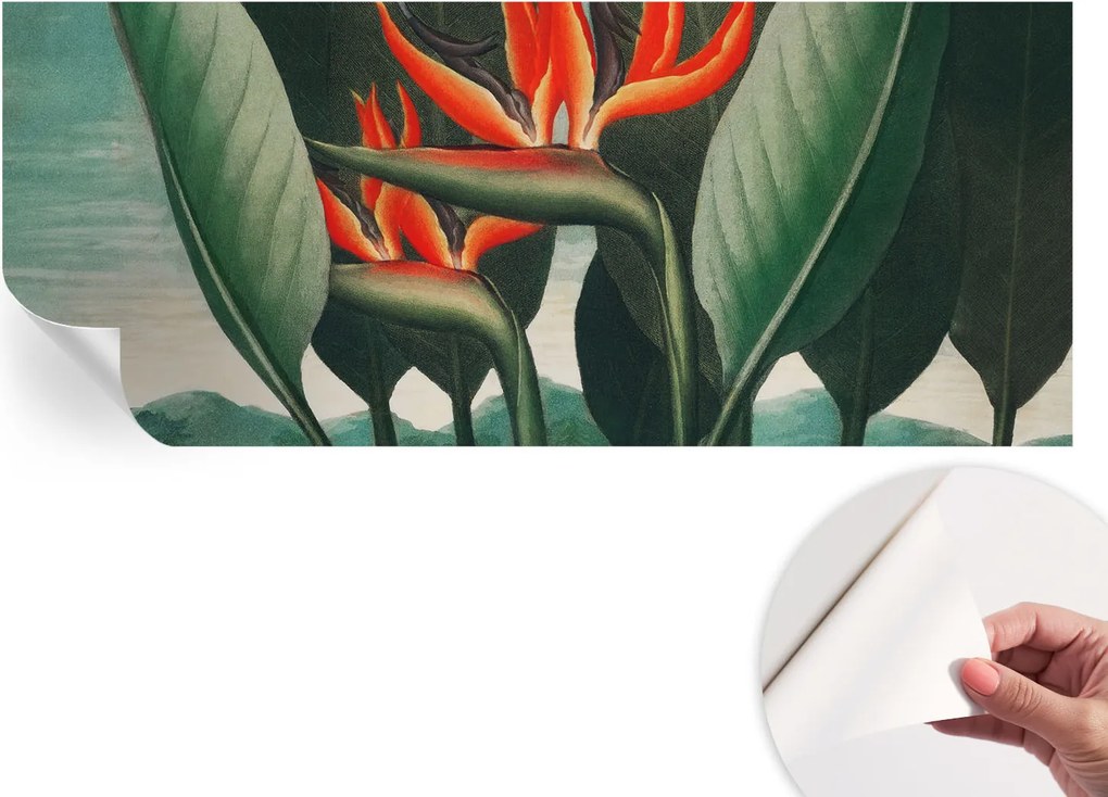 Matt öntapadós fotótapéta Falra Egzotikus virágok 250x104 cm