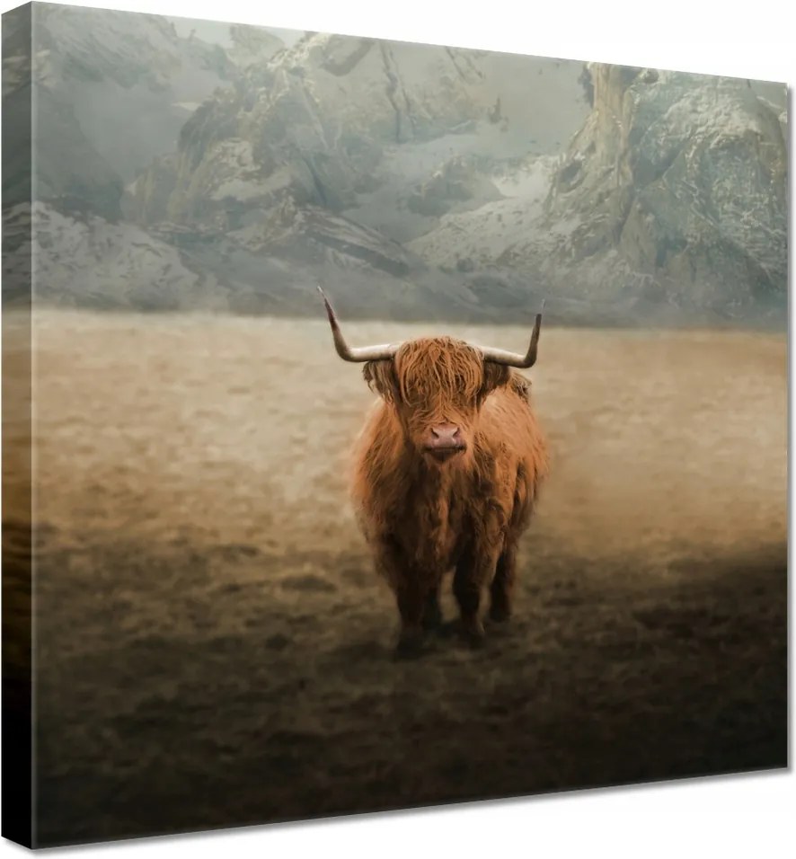 Vászonkép 40x40 Skót tehén szarvasmarha