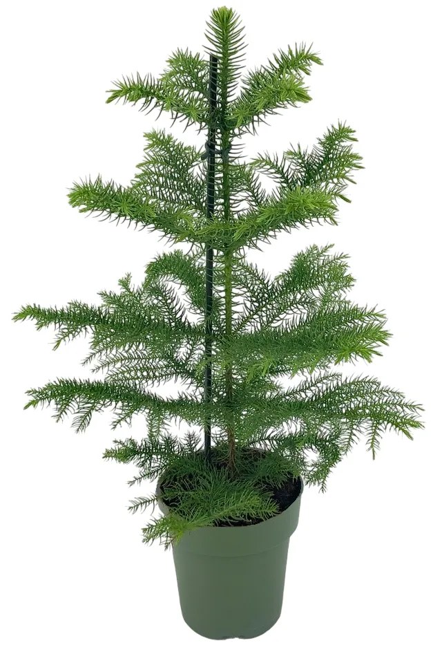 SZOBAFENYŐ CS:14 CM ARAUCARIA