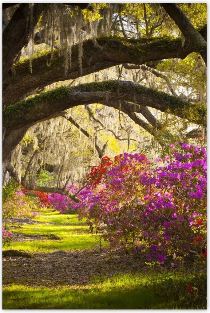 Poszterek 80x120 Virágok a parkban