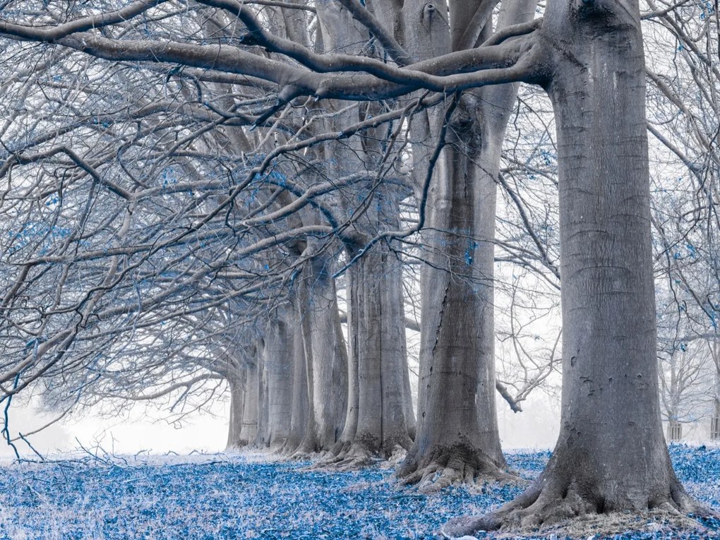 Poszter 40x30cm Fák egy sorban Kék levelek, Assaf Frank