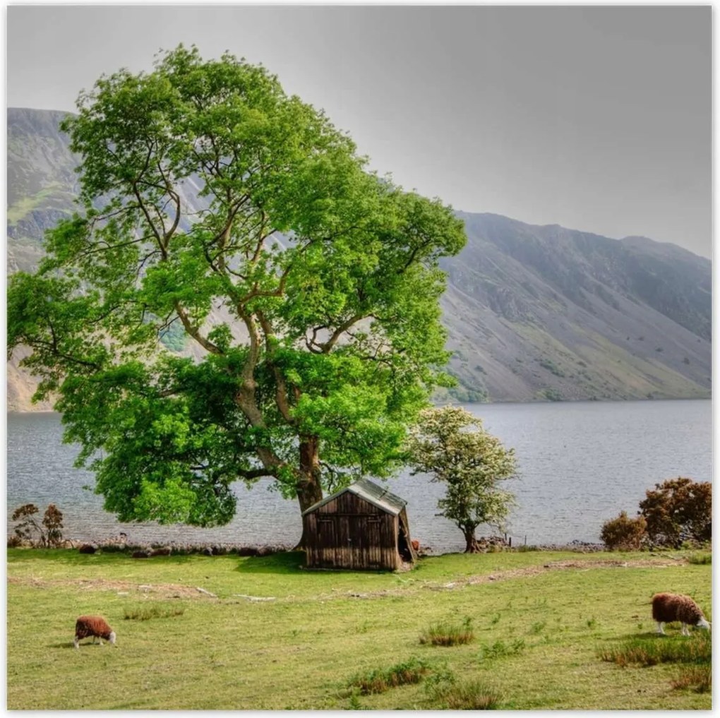 Poszterek 30x30 Erős fa