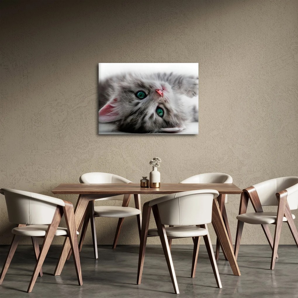 Kép - Macska zöld szemekkel (70x50 cm)