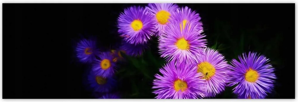 Poszterek 200x66 Lila őszi virágok