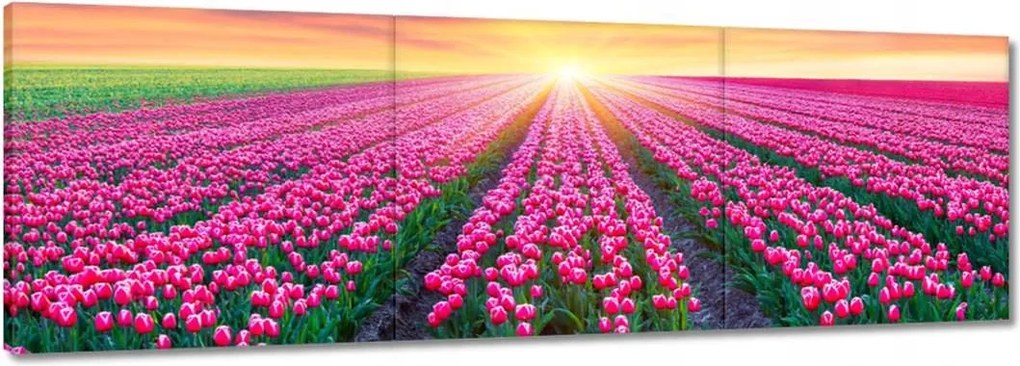 Vászonkép 90x30 Tulipánok tengere Virágok