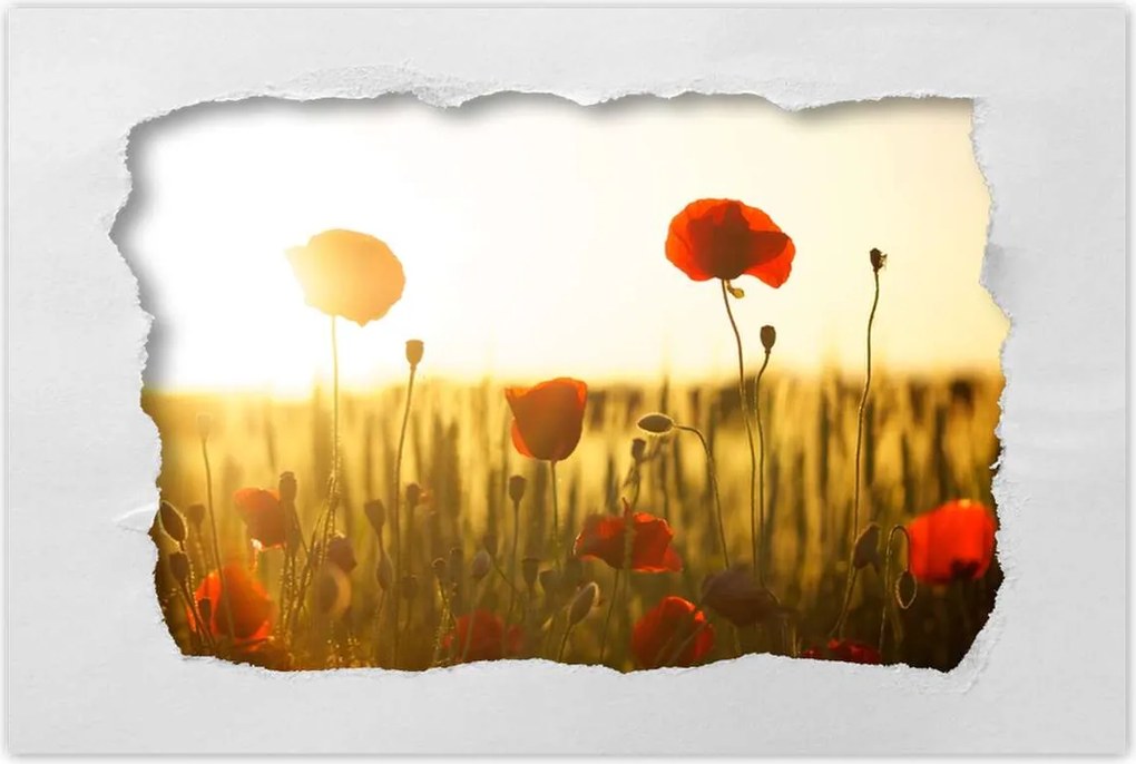 Poszterek 90x60 Pipacsok napfelkeltekor