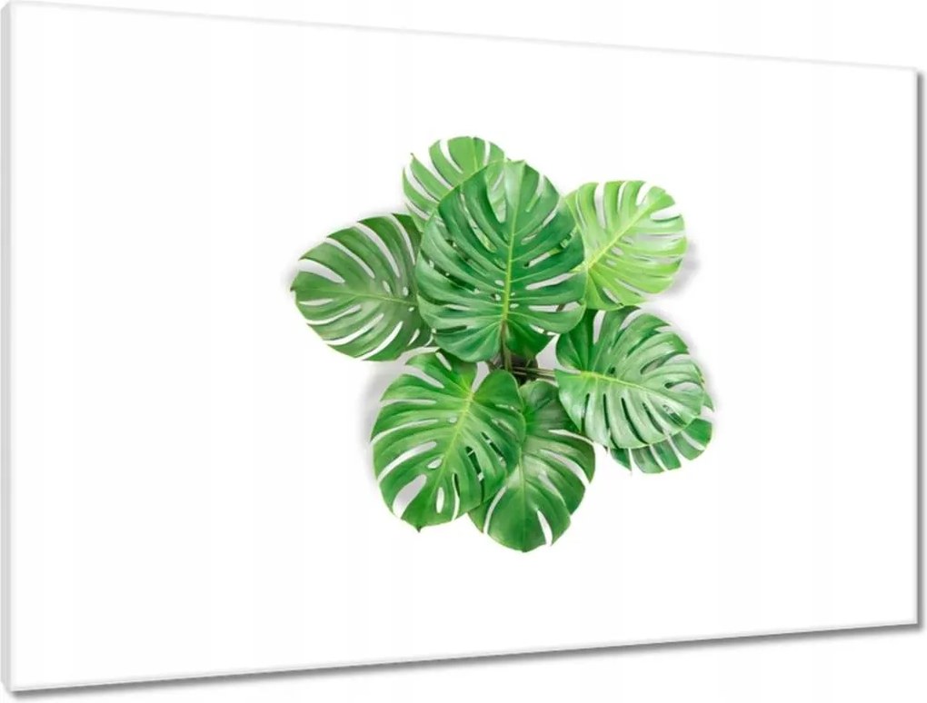 Vászonkép 90x60 Lyukas szörny levelek