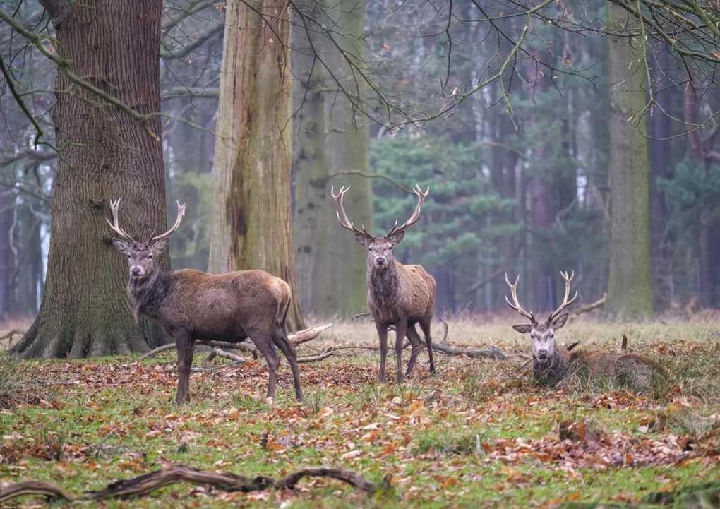 Poszter 84,1x59,4cm Szarvasok az erdőben, Assaf Frank