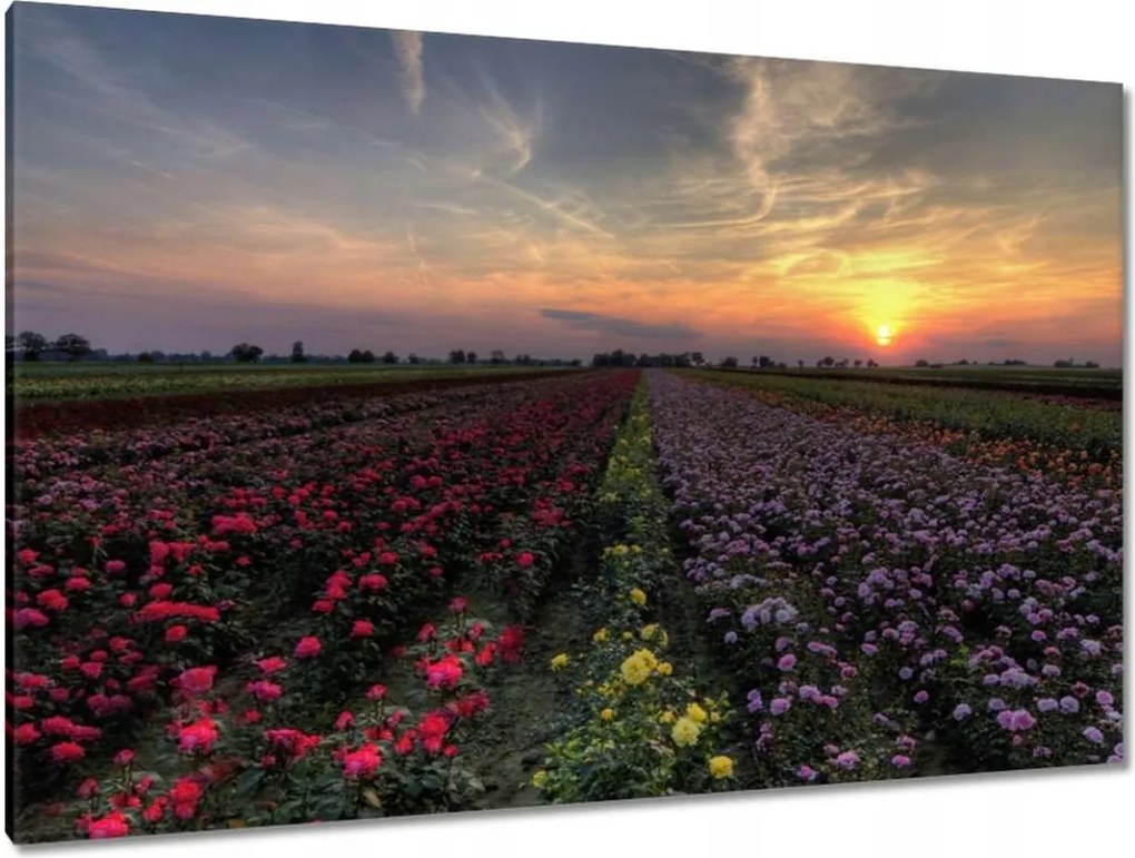 Vászonkép 120x80 Nyugat a virágmezőn