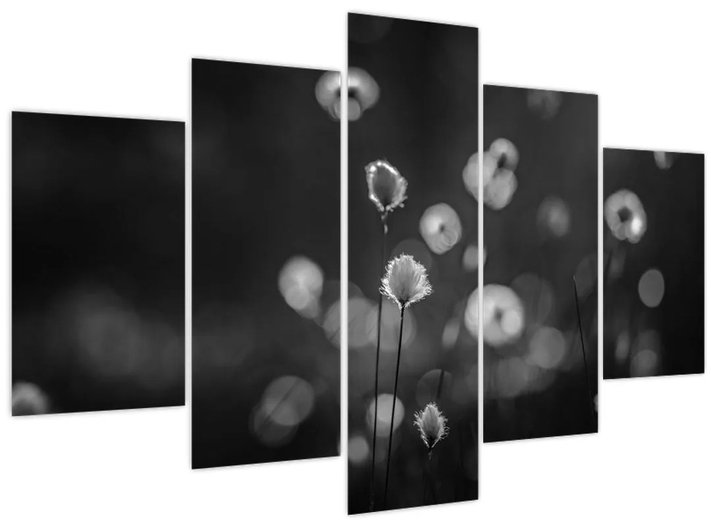 Kép - Pamutfű a réten (150x105 cm)