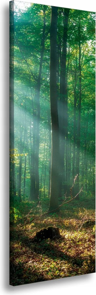 Vászonkép Erdő Fák Nap sugarai 40x120 cm