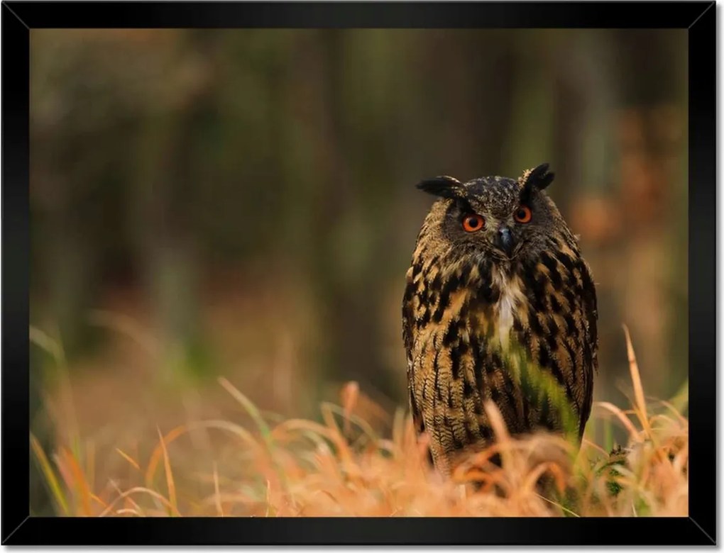 Poszterek keretben 40x30 Madarak