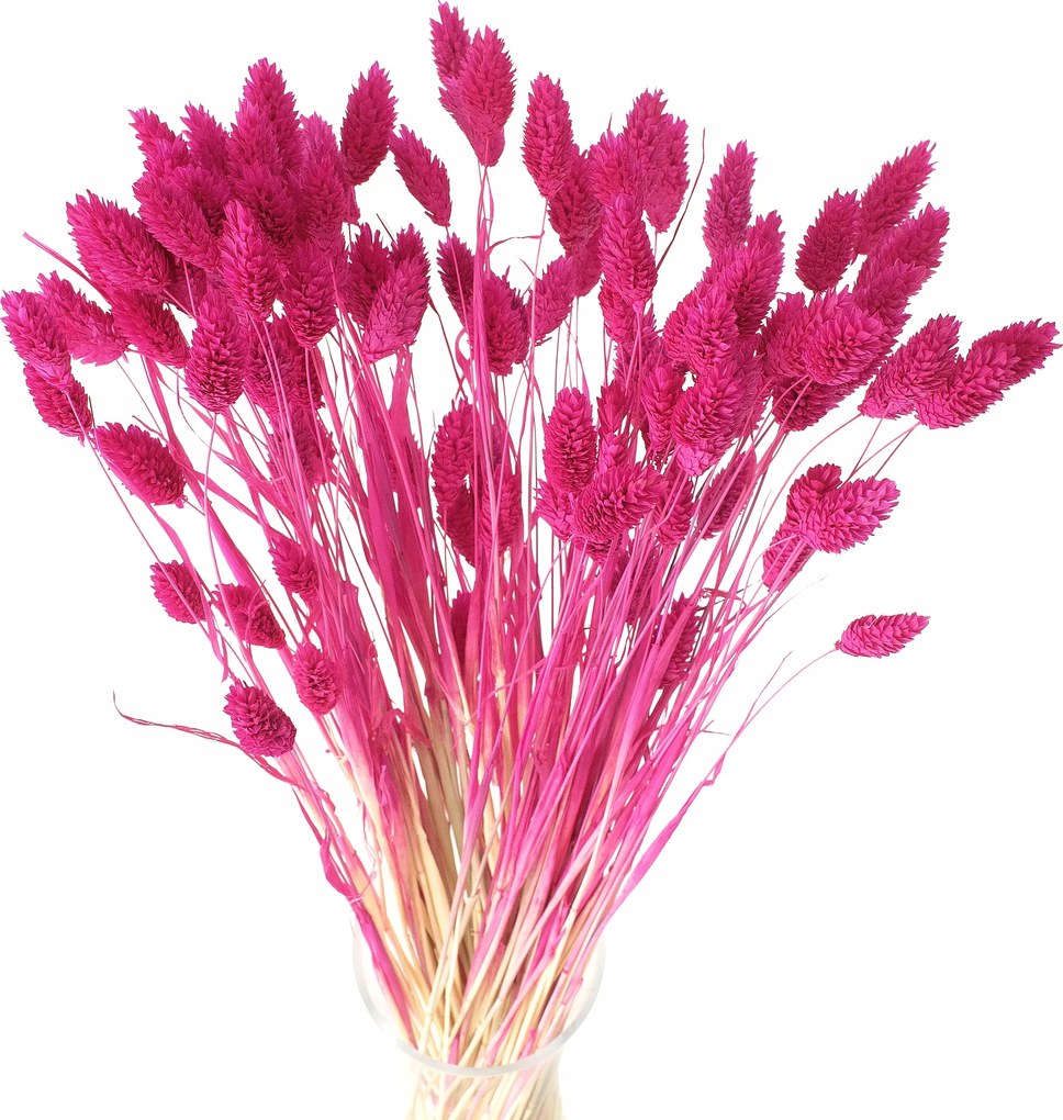 Szárított Phalaris fukszia Kanári 90db-os Koszorú Mozga Kanári Szárított Váza
