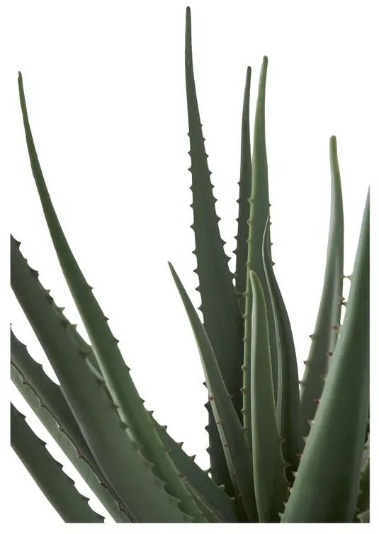 Aloe Vera műnövény