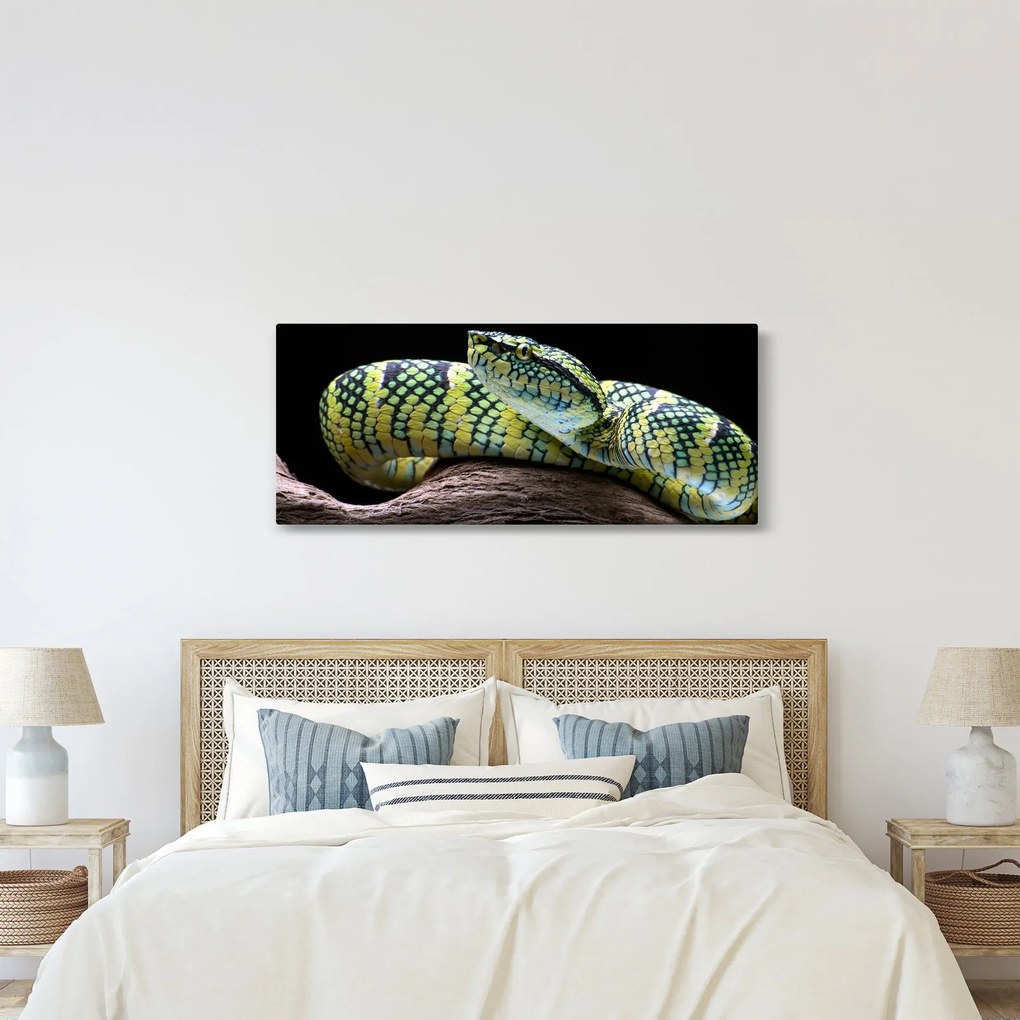 Kép - Wagler csörgőkígyó (120x50 cm)