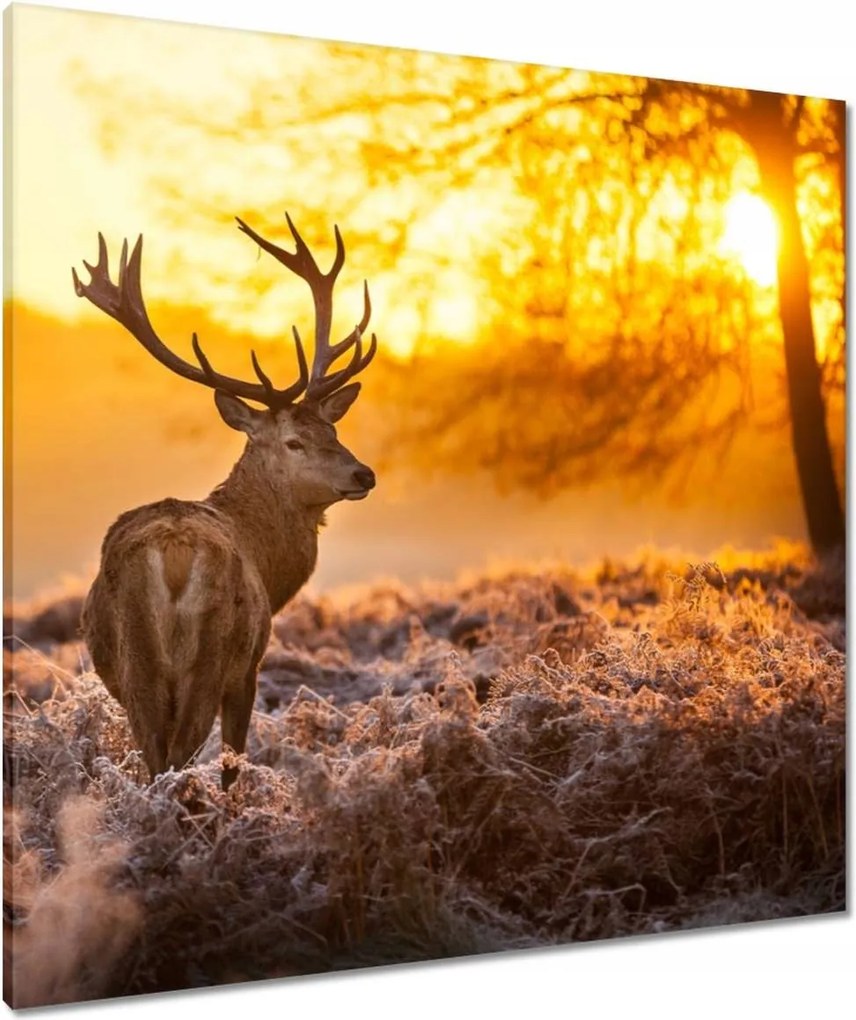 Vászonkép 80x80 Szarvas naplementekor