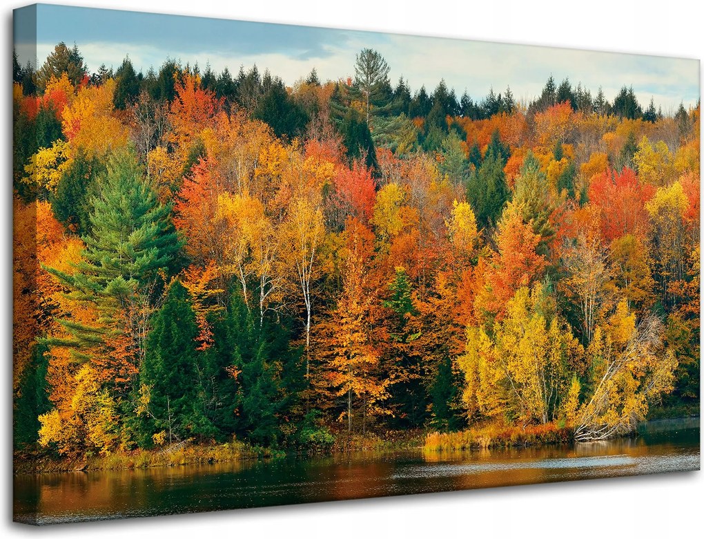 Vászonkép Színes Levelek Fák Ősz Természet 80x50 cm