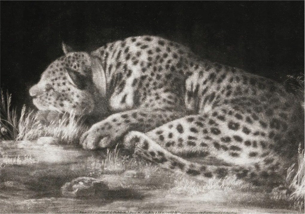 Fotótapéta Flizelin Dekoratív Hálószoba Leopárd Pihenő 208x146