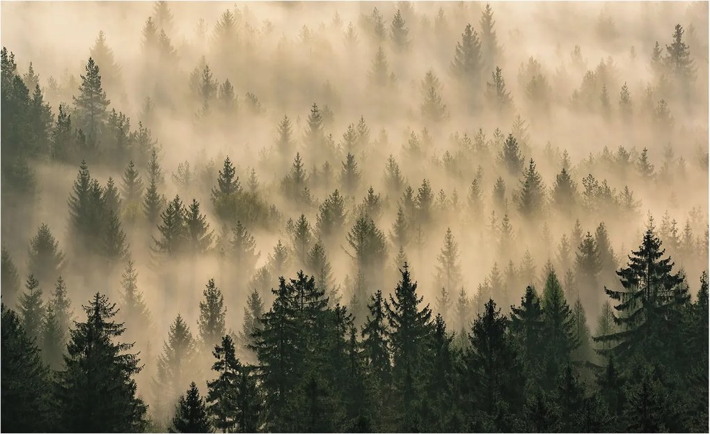 Flizelin Dekoratív fotótapéta Hálószobába Erdei köd 416x254 Ragasztó