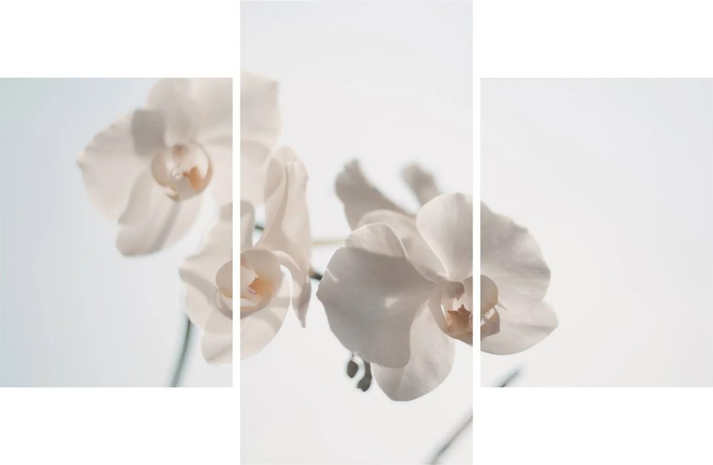 Fehér orchidea képe (90x60 cm)