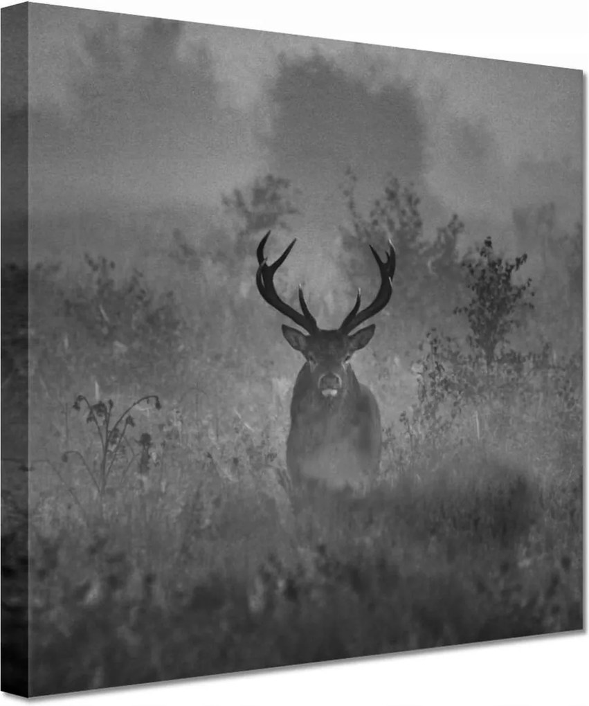 Vászonkép 60x60 Szarvas a ködben