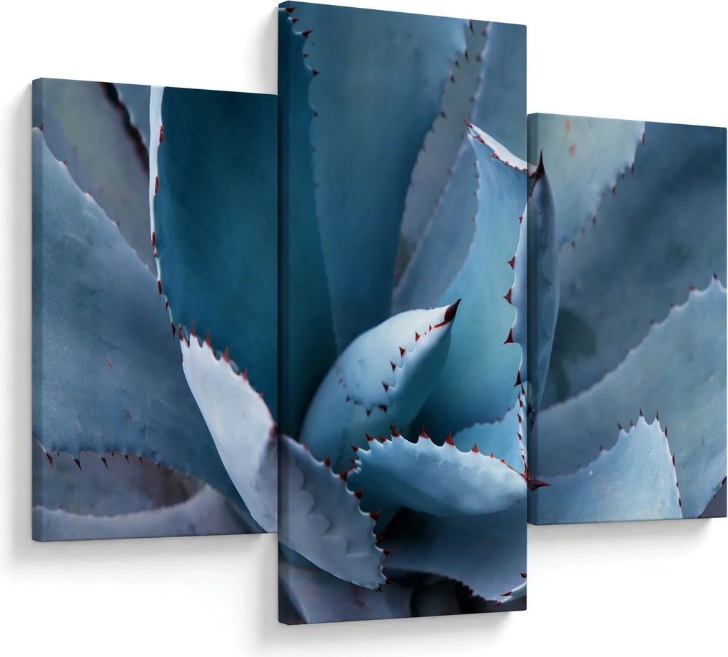 Kép - Agave (90x60 cm)