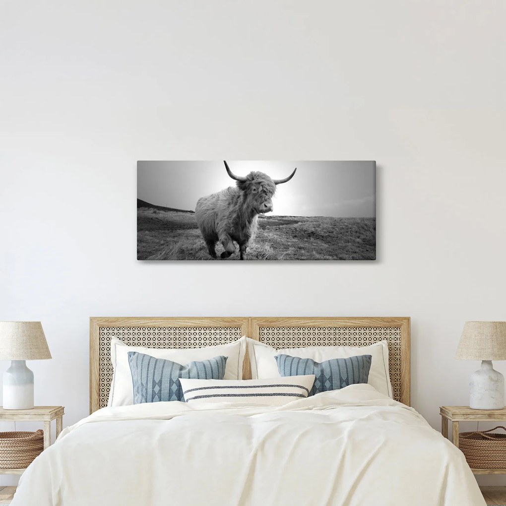 Kép - Skót tehén, fekete-fehér (120x50 cm)