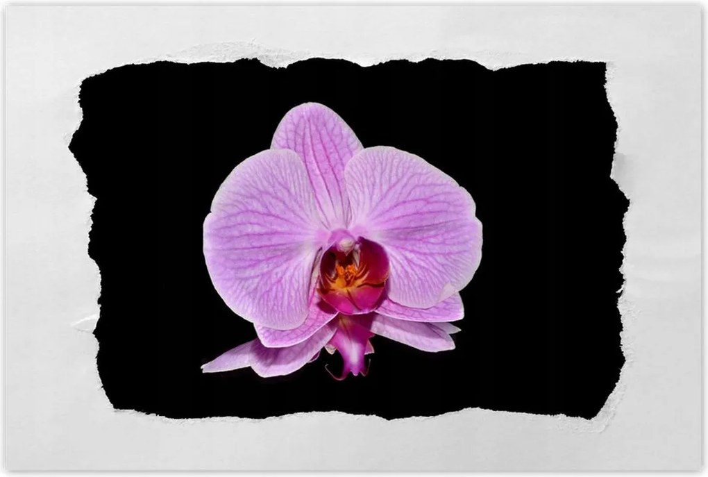 Poszterek 90x60 Lila orchidea