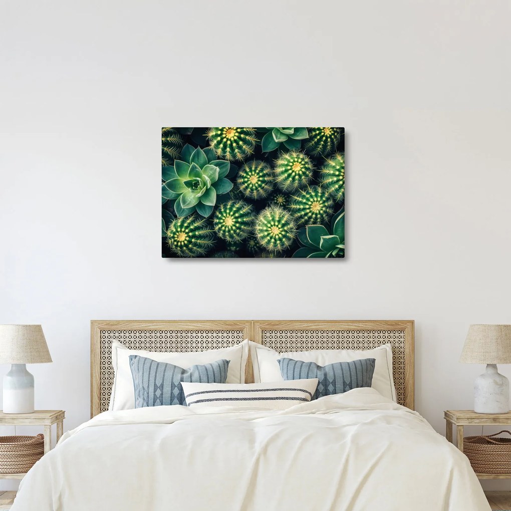 Kép - Kaktuszok (70x50 cm)