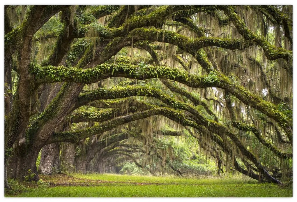 Kép - Oaks Avenue, Charleston, Dél-Karolina, Egyesült Államok (90x60 cm)