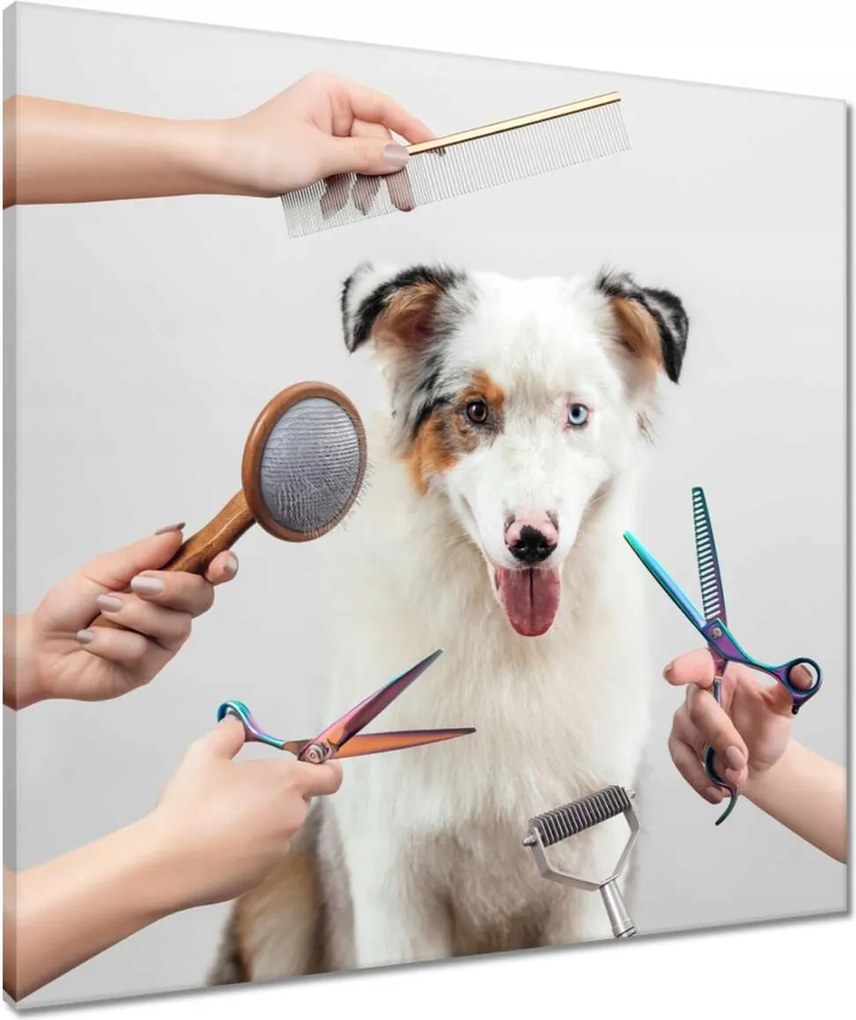 Vászonkép 60x60 Juhászkutya hajvágás