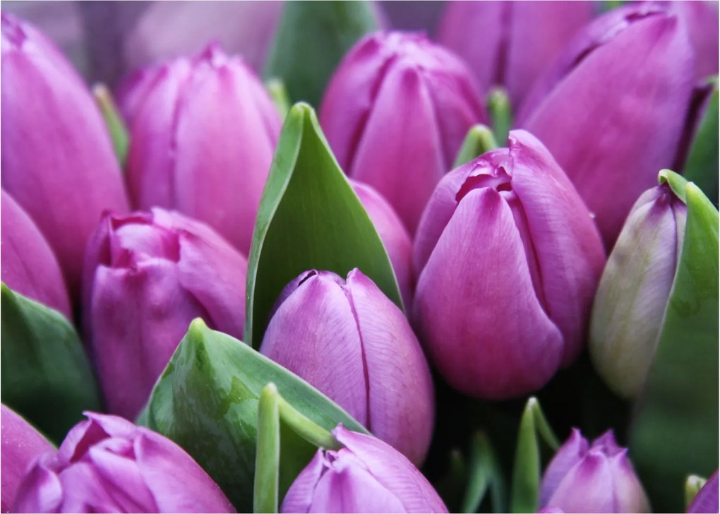 Kép - tulipánok (üvegen) (70x50 cm)