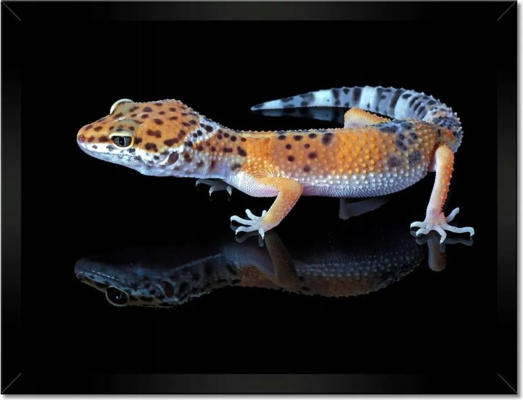 Poszterek keretben 40x30 Gekkó leopárd hüllők