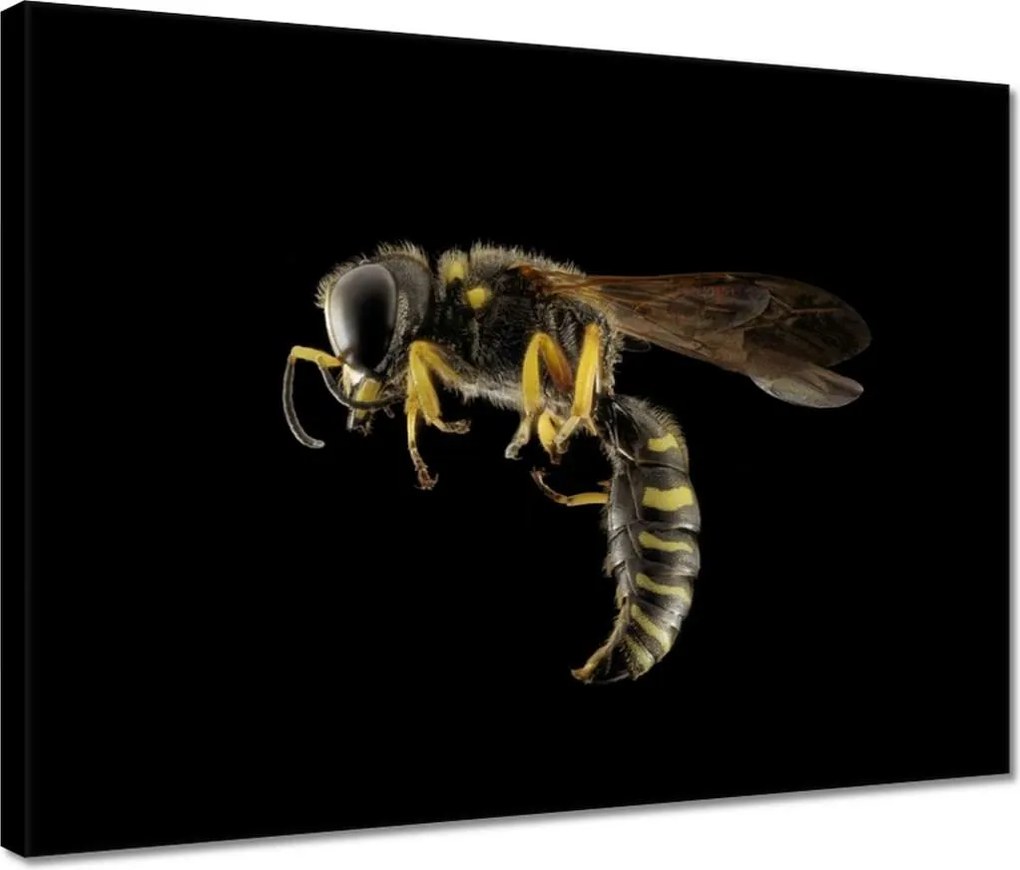 Vászonkép 40x30 Darázs