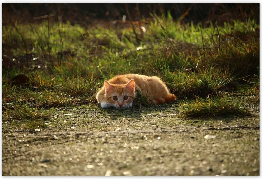 Poszterek 200x135 Cica Cicák