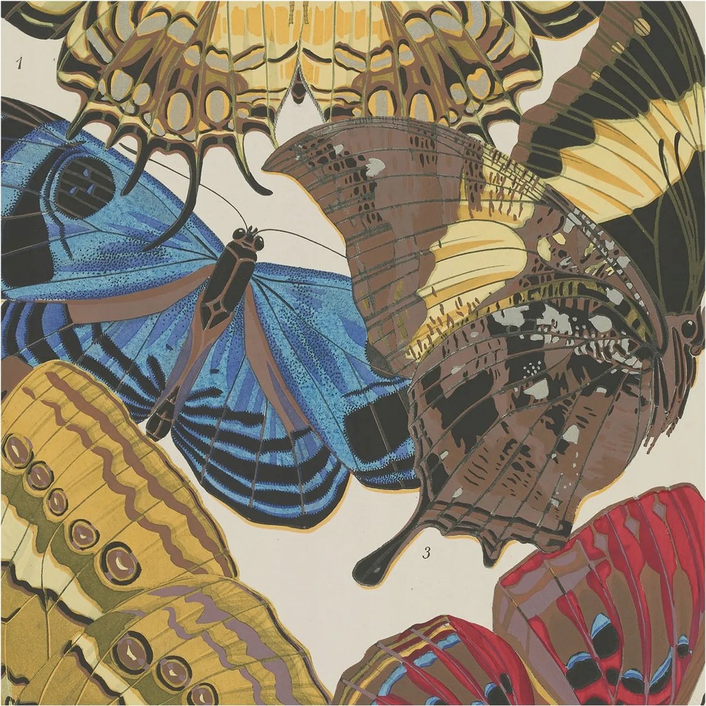 Divatos Flizelin Fali Tapéta Furnér Pillangók inspiráció 250x250 Ragasztó