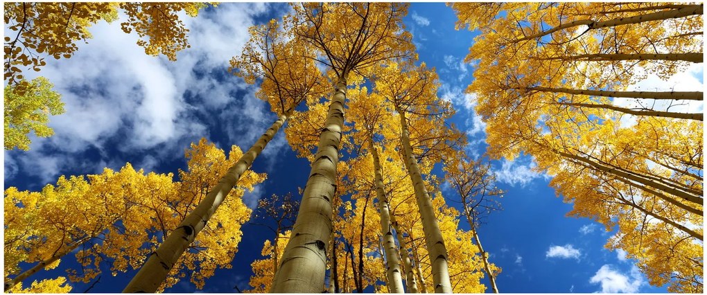Kép - Aspen (120x50 cm)