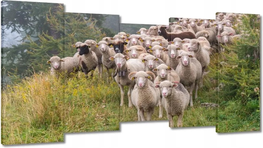 Vászonkép 150x80 Juh legeltetés Bárányok