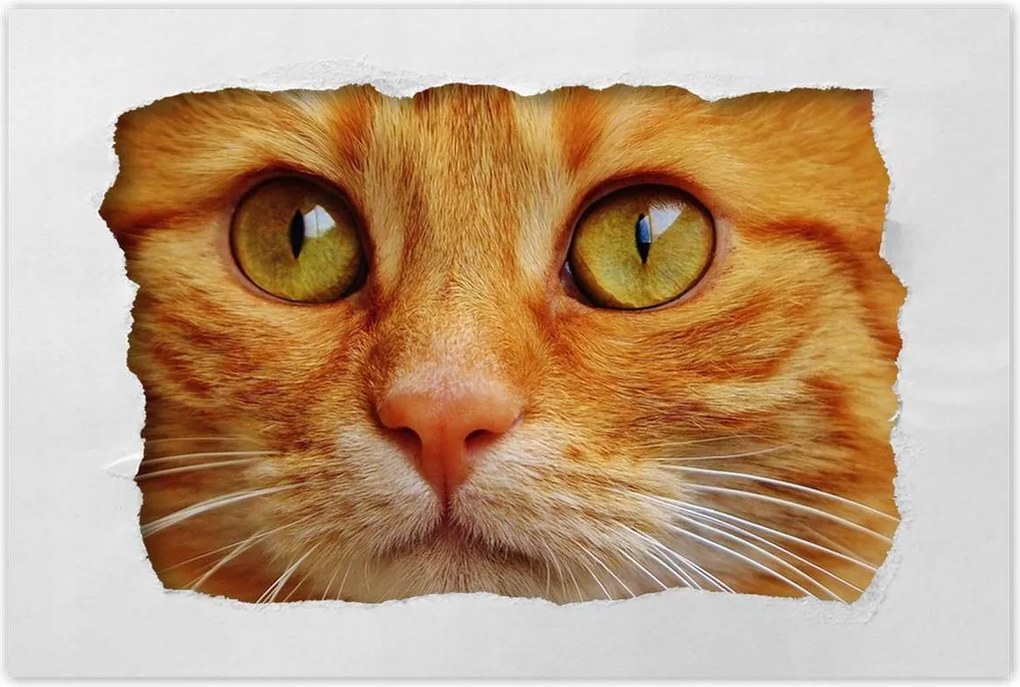 Poszterek 60x40 Cica Cicák